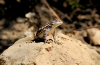 Sceloporus occidentalis, Laguna Coast Park