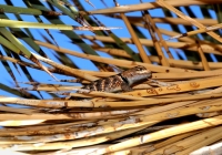 Sceloporus magister, The desert spiny lizard, Joshua Tree NP
