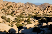 Joshua Tree NP