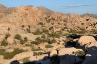 Joshua Tree NP