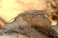 Uta stansburiana