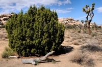 Juniperus californica