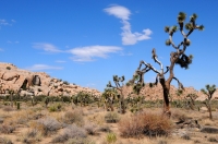 Yucca brevifolia, Joshua Tree