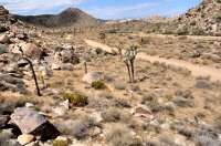 Joshua Tree NP