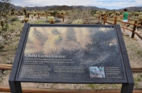 Chola Gardens, Joshua Tree NP