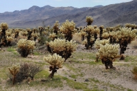 Chola Gardens, Joshua Tree NP