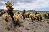 Cylindropuntia bigelovii