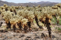 Cylindropuntia bigelovii