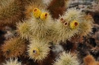 Cylindropuntia bigelovii