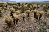 Cylindropuntia bigelovii