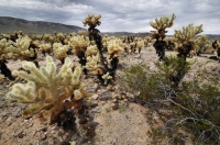 Cylindropuntia bigelovii