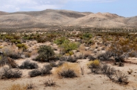 Joshua Tree NP