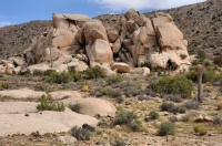 Joshua Tree NP