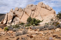 Joshua Tree NP