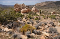 Joshua Tree NP