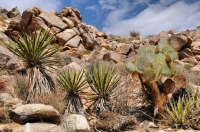 Ryan Mts., Joshua Tree NP