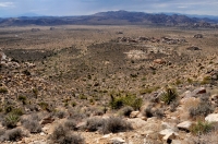 Z Ryan Mts., Joshua Tree NP