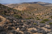 Ryan Mts., Joshua Tree NP