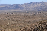 Ryan Mts., Joshua Tree NP