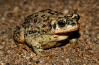 Anaxyrus punctatus, Joshua Tree NP