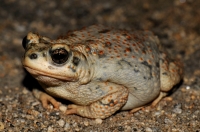 Anaxyrus punctatus