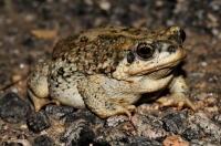 Anaxyrus punctatus