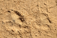 Tracks of jackal in our camp.