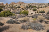 Joshua Tree NP