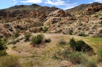 To the Fortynine Palms Oasis, Joshua Tree NP