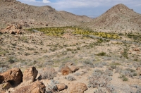 Fortynine Palms Oasis trail, Joshua Tree NP