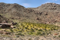 Fortynine Palms Oasis trail, Joshua Tree NP