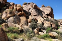 Fortynine Palms Oasis trail, Joshua Tree NP