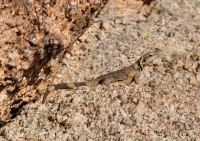 Sauromalus ater obesus/Western Chuckwalla, Joshua Tree NP