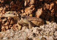 Sauromalus ater