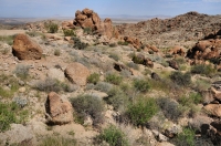 Western Chuckwalla habitat