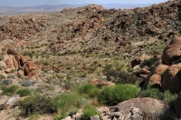 Fortynine Palms Oasis trail, Joshua Tree NP