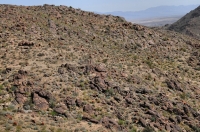 Fortynine Palms Oasis trail, Joshua Tree NP