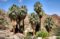 Desert Fan Palm/Washingtonia filifera - Fortynine Palms Oasis