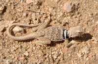 Crotaphytus bicinctores, Joshua Tree NP