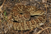 Crotalus scutulatus/Northern Mohave Rattlesnake, Red Rock Canyon