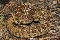 Crotalus scutulatus