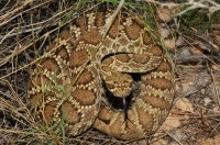 Crotalus scutulatus