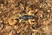Hadrurus arizonensis/Arizona Desert hairy scorpion, Mojave National Preserve