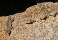 Uta stansburiana, Mojave National Preserve
