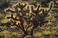 Mojave National Preserve