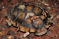 Dead Desert Tortoise (Gopherus agassizii) in Mojave