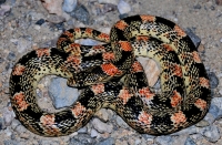 Rhinocheilus lecontei/Long-nosed Snake, Mojave