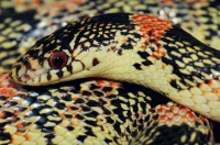 Rhinocheilus lecontei