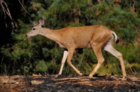 Odocoileus hemionus, Sequoia NP