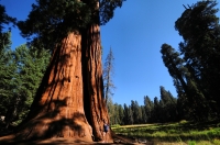 Sequoiadendron giganteum, Sequoia NP